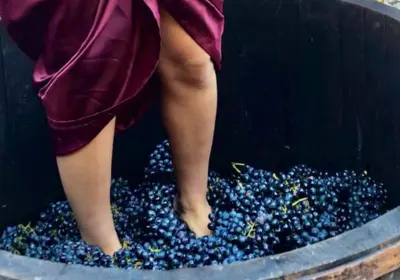 Tour enogastronomico Via Bacco – vendemmia vini prodotti locali Cilento