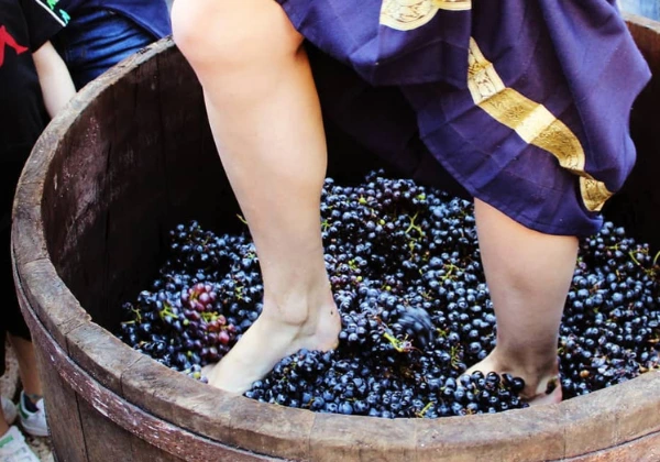 Tour Via Bacco 600 cantine – pacchetto enogastronomico agriturismo Cilento